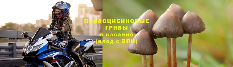 Псилоцибиновые грибы Psilocybine cubensis  Знаменск 